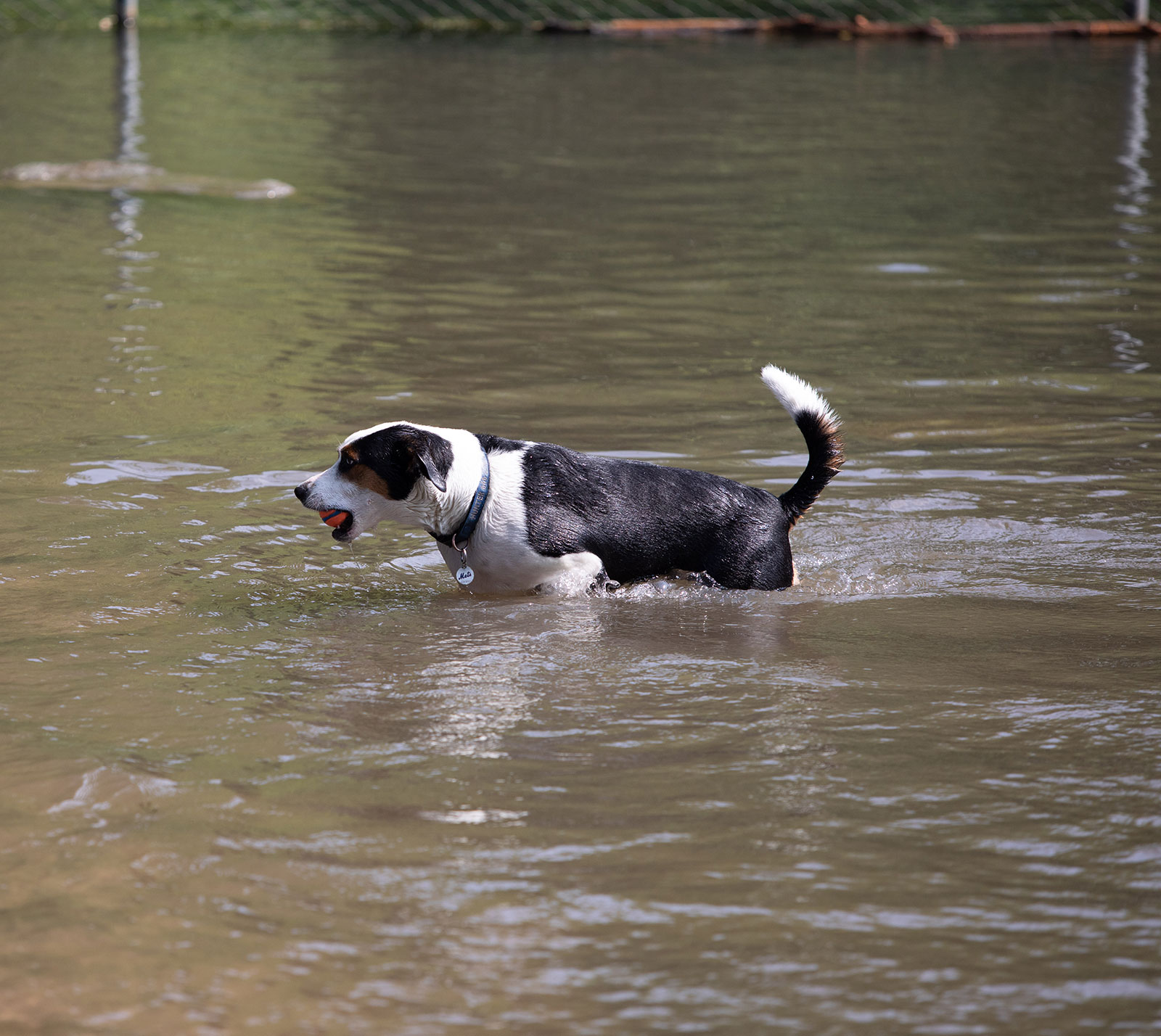 dog run