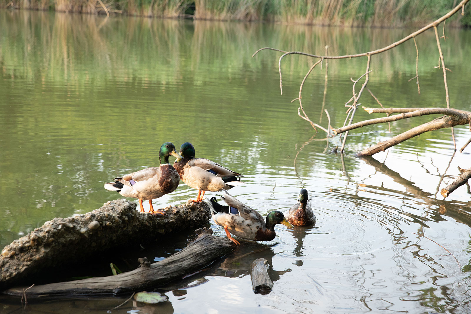 nature programs